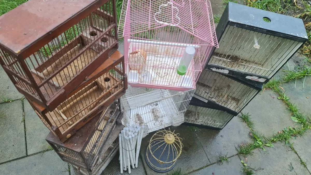 11 Cages birds 🐦 - Image 3