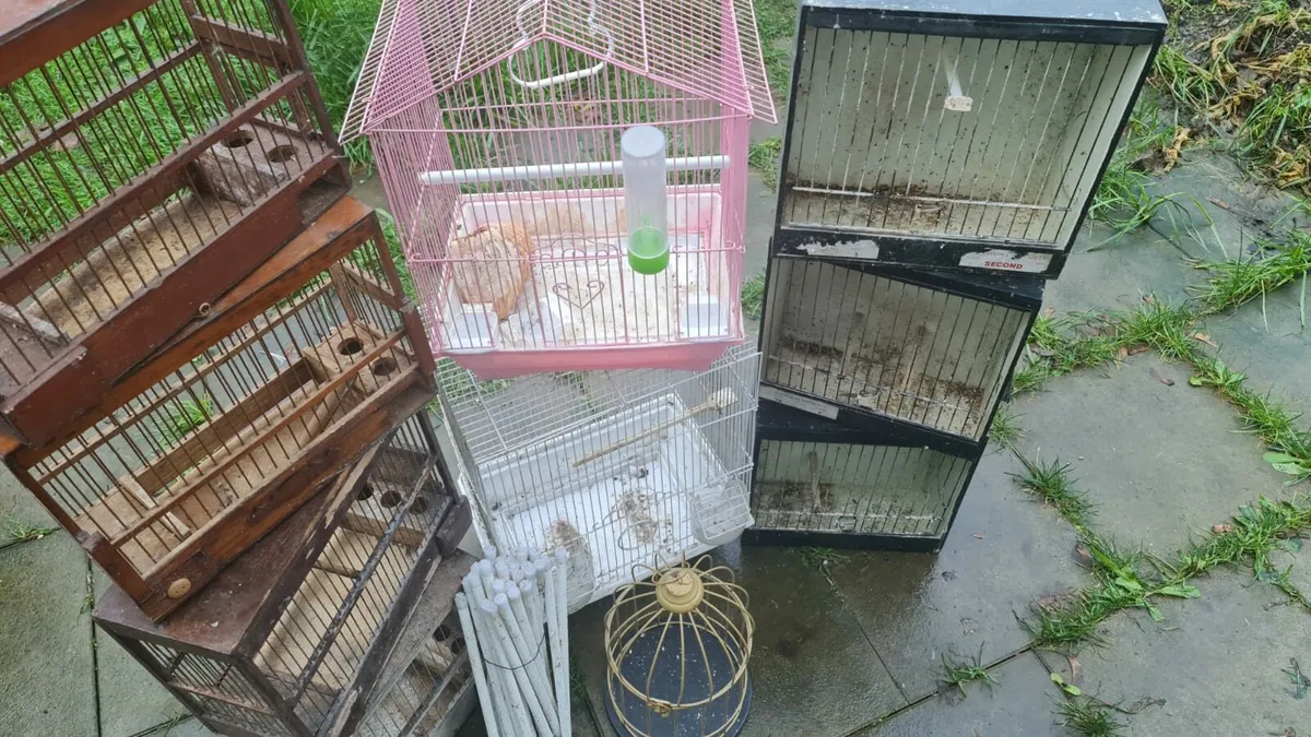 11 Cages birds 🐦 - Image 4