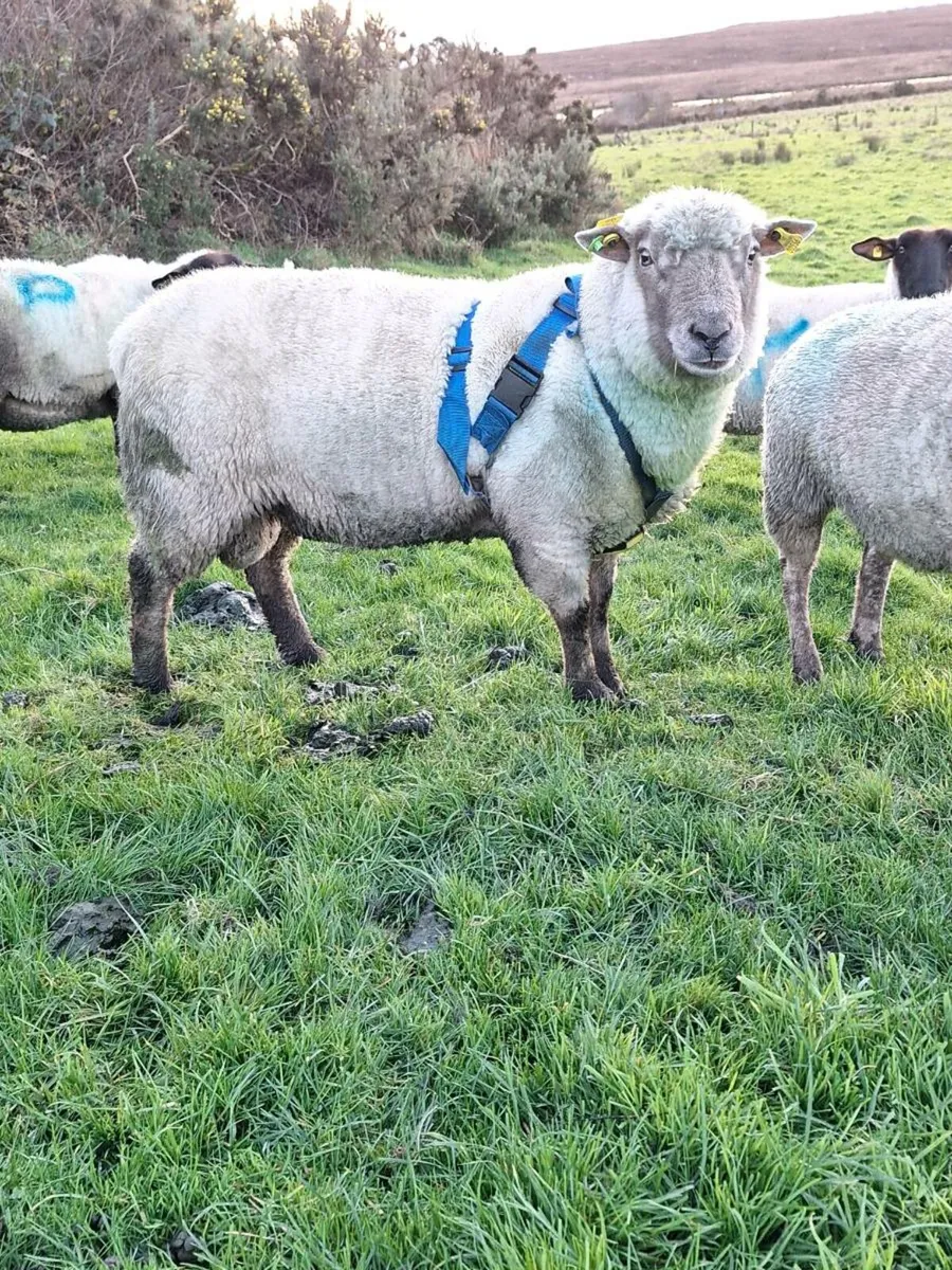 PBR Vendeen Ram - Image 1