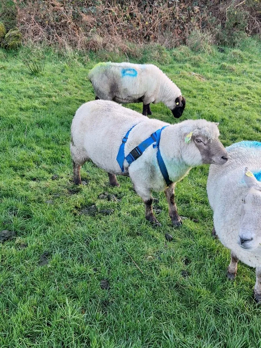 PBR Vendeen Ram - Image 2