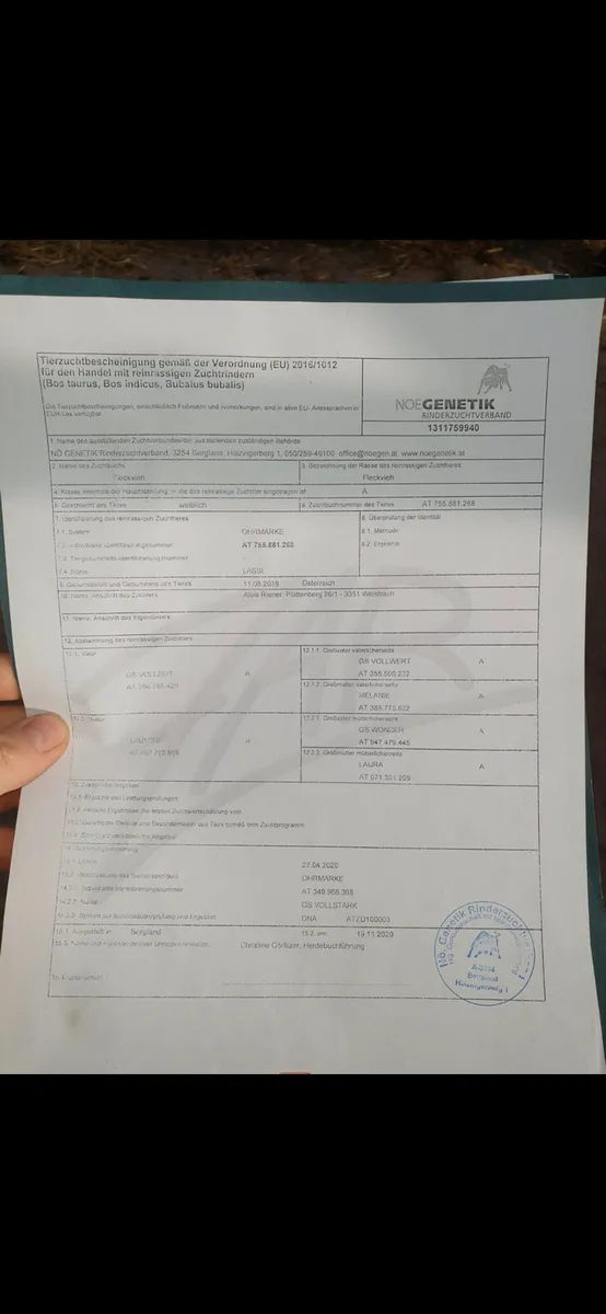 Fleckvieh Bull - Image 4