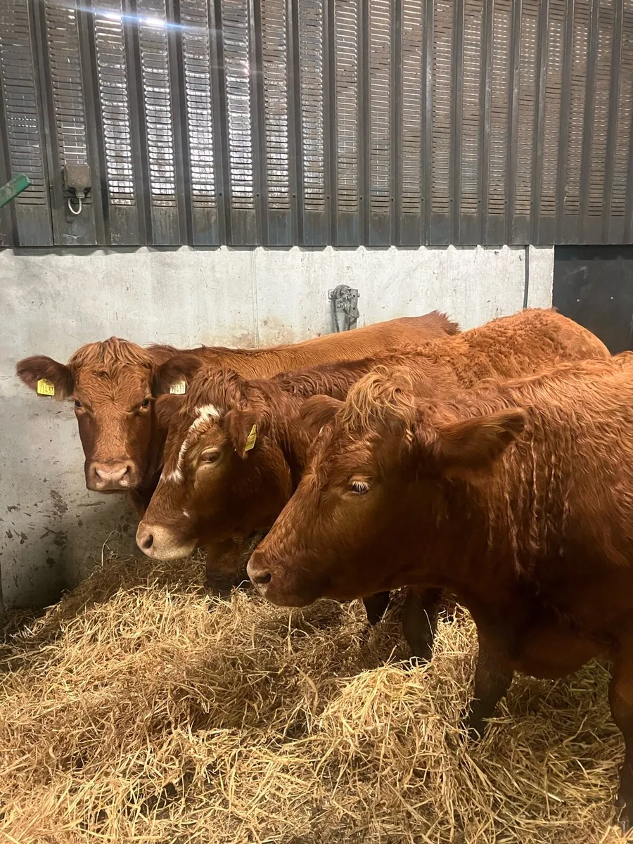 Incalf heifers - Image 1