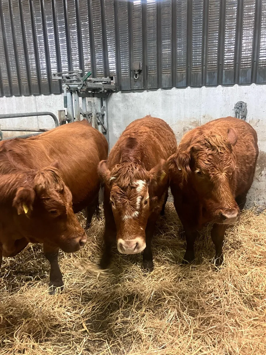 Incalf heifers - Image 2