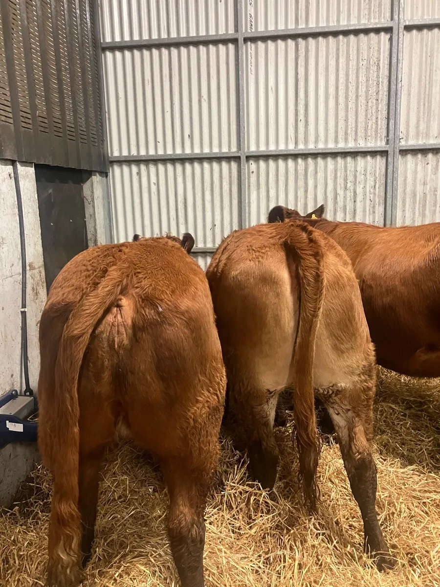 Incalf heifers - Image 3