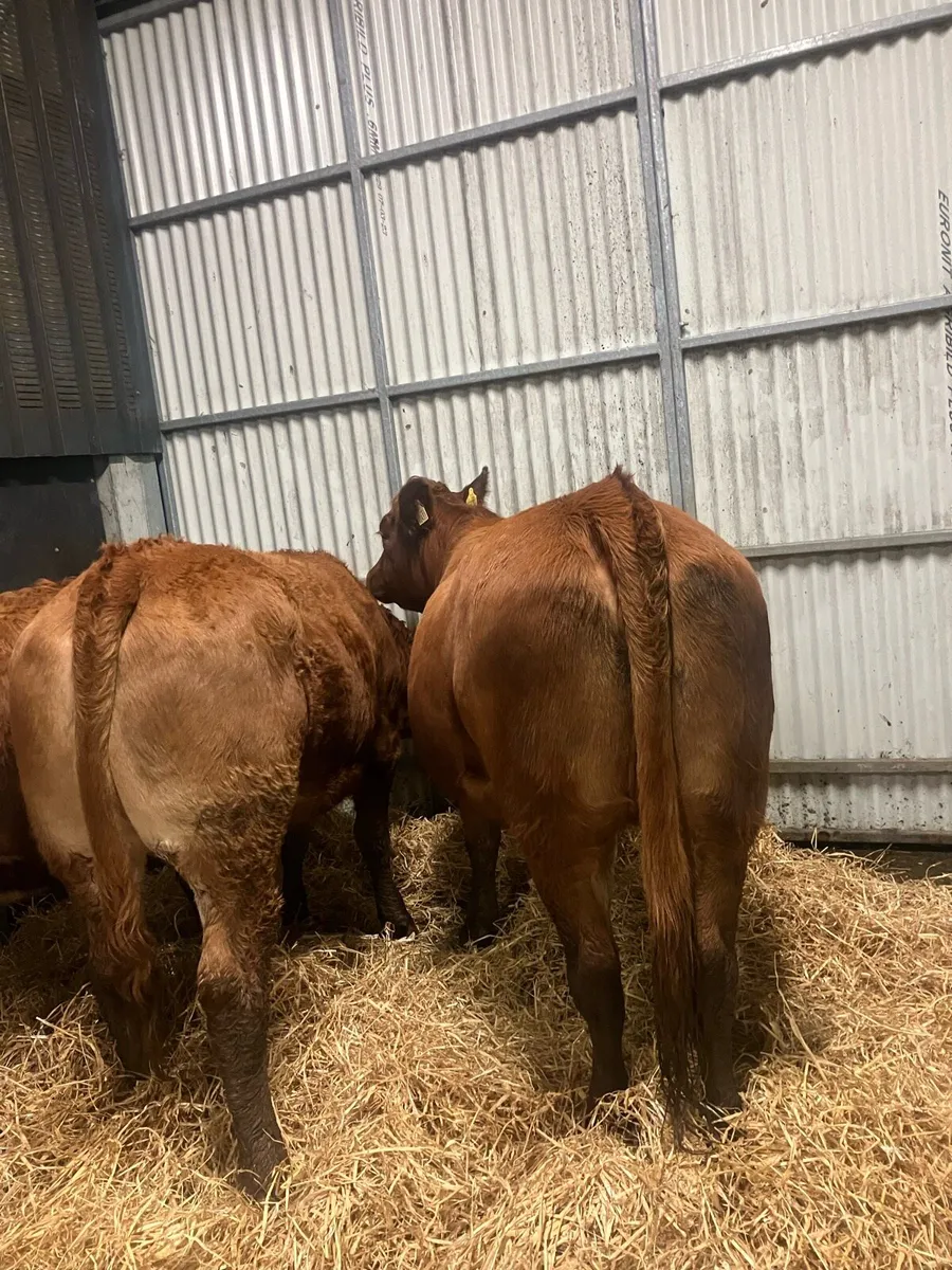 Incalf heifers - Image 4