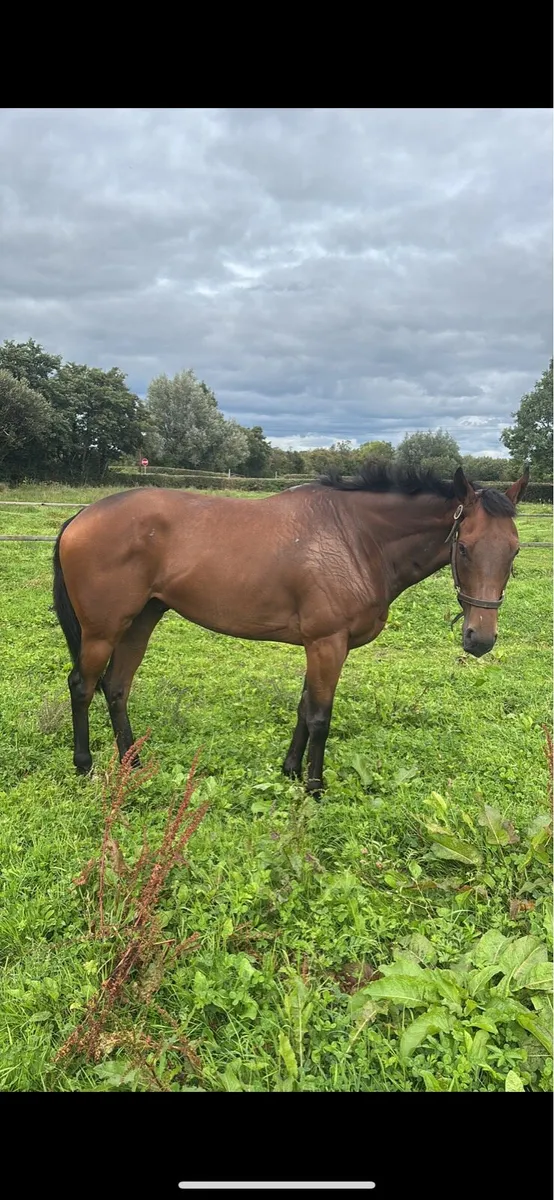 4yo tb gelding