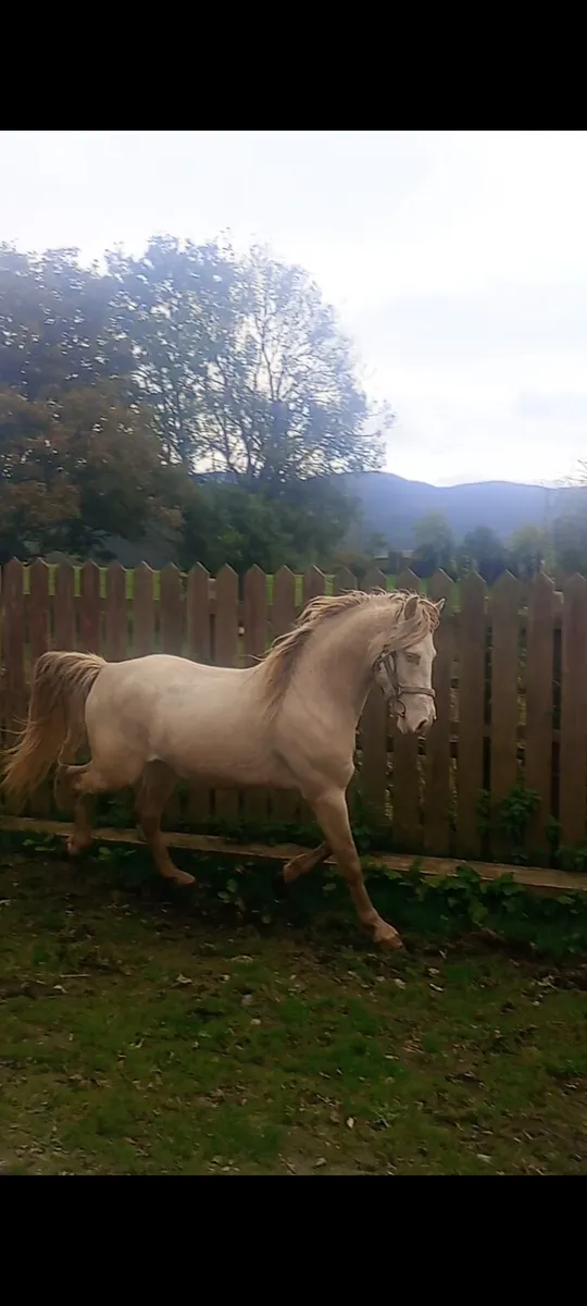 Connemara colt - Image 4