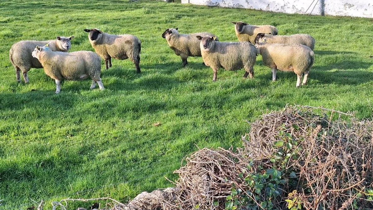 Organic Ewe Lambs - Image 1