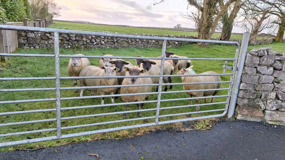 Organic Ewe Lambs - Image 2