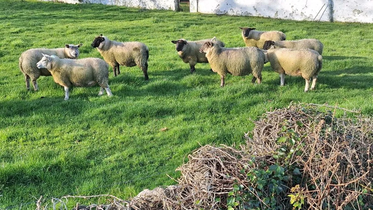 Organic Ewe Lambs - Image 3