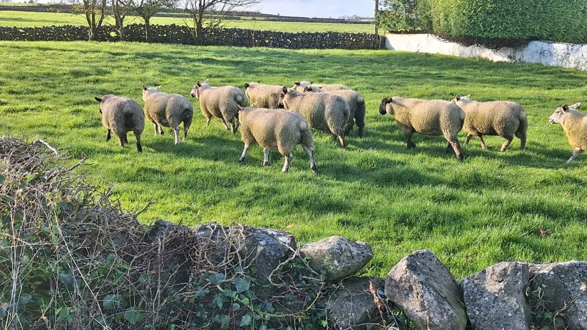 Organic Ewe Lambs - Image 4