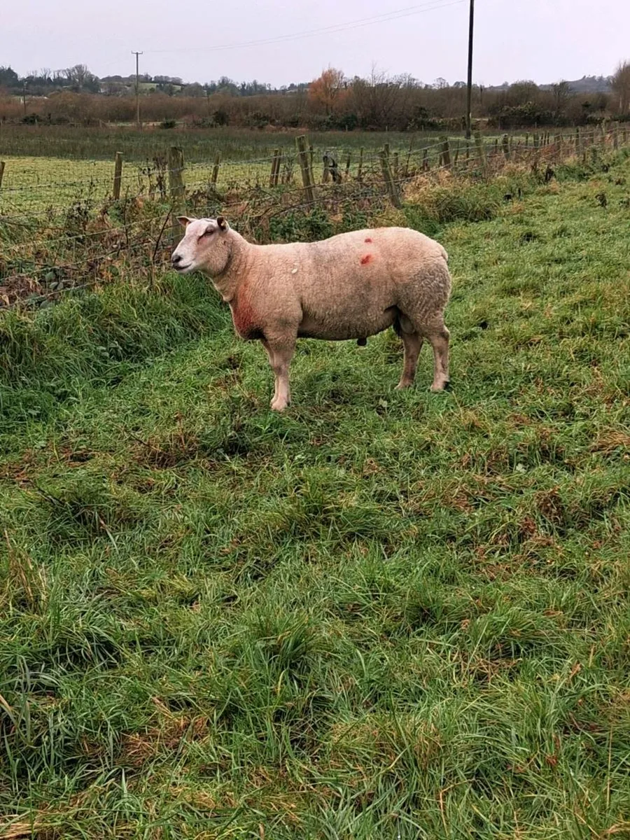 Charollais Hogget Ram - Image 2