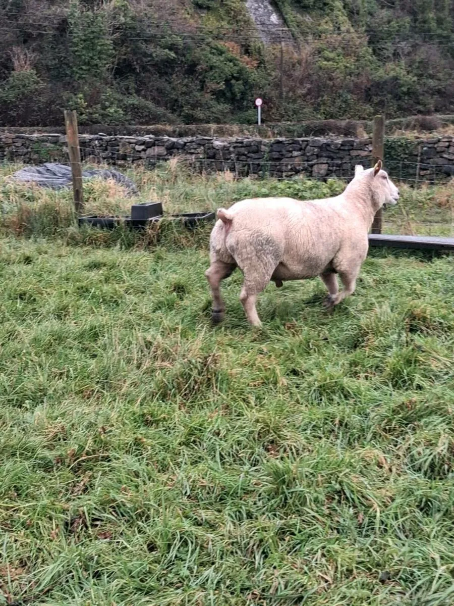 Charollais Hogget Ram - Image 3