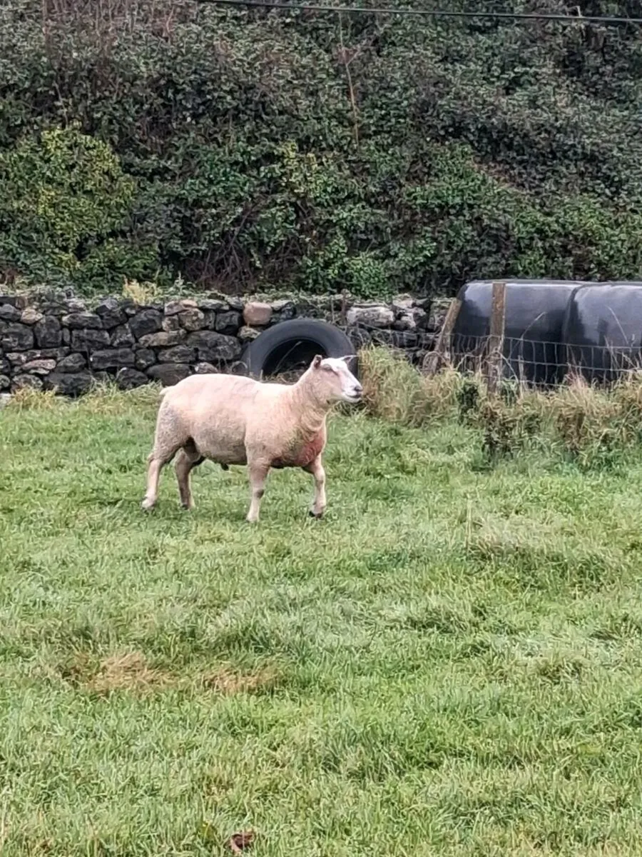 Charollais Hogget Ram - Image 4