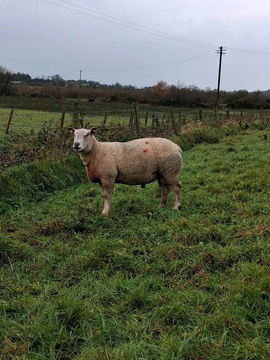 Charollais Hogget Ram - Image 1
