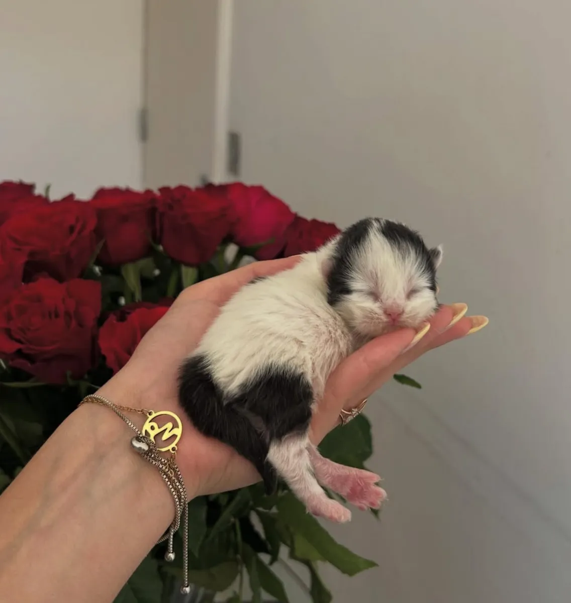 Scottish kittens - Image 1