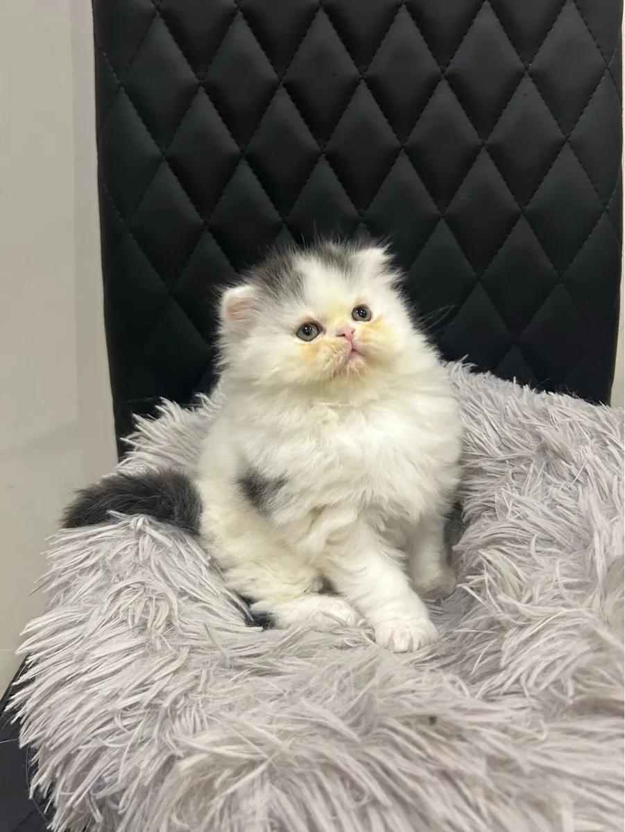 Scottish kittens - Image 2