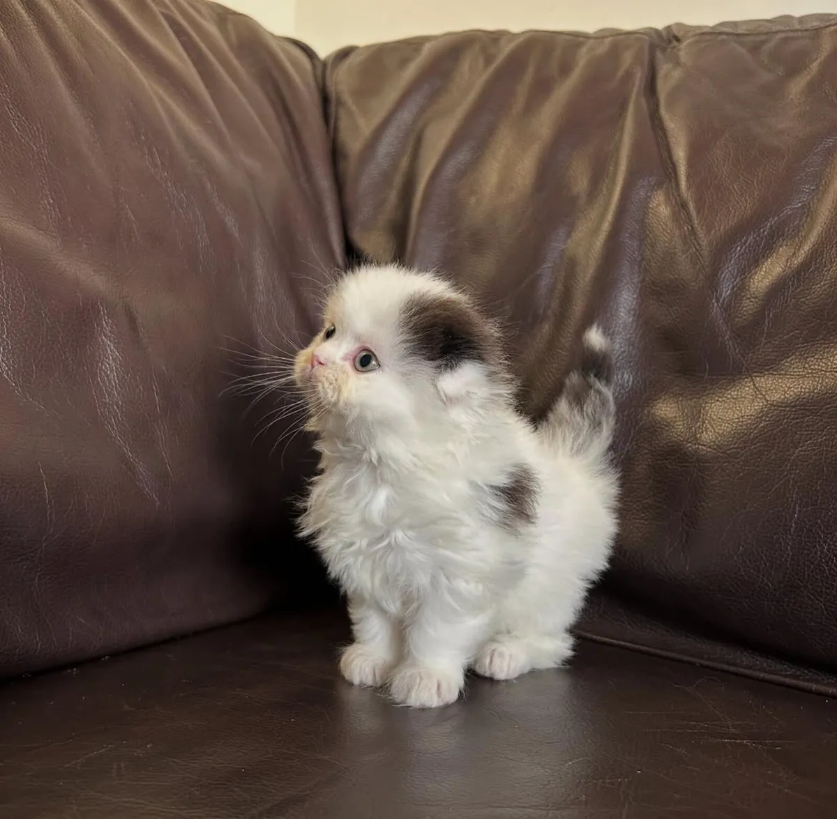 Scottish kittens - Image 4