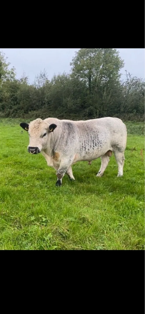 Speckle Park Bull - Image 1