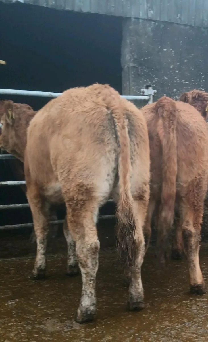 Breeding heifers - Image 2