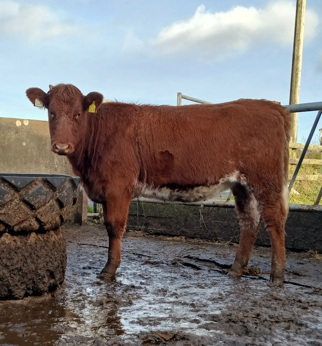 Breeding heifers - Image 3