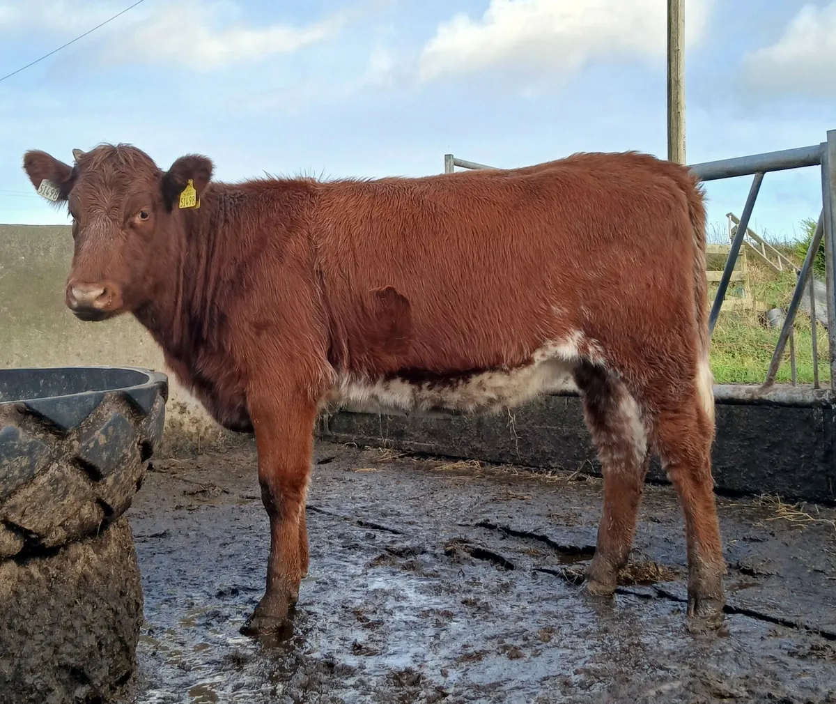 Breeding heifers - Image 4