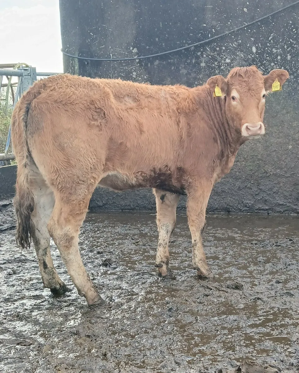 Breeding heifers - Image 1