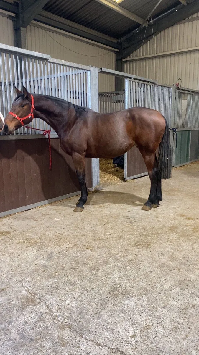3 year old gelding