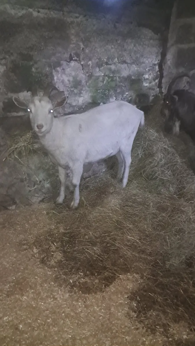 Female and male - Image 2