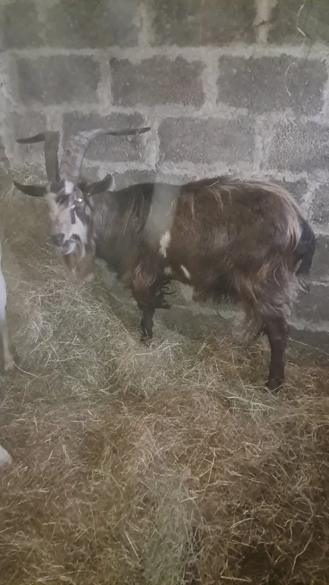 Female and male - Image 3