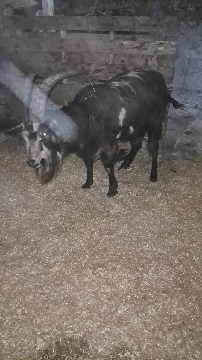 Female and male - Image 4