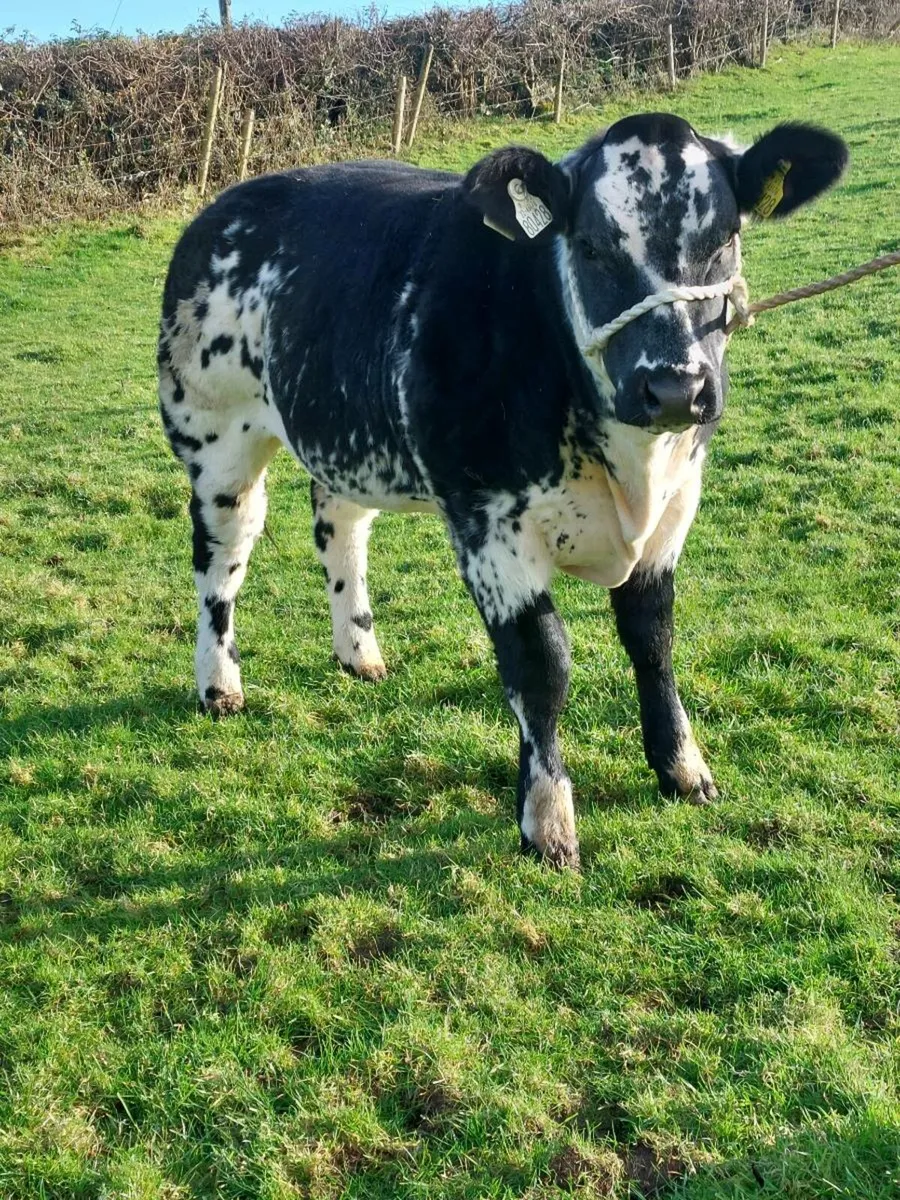 *5 Hefiers Carrick Winter Fair* - Image 4