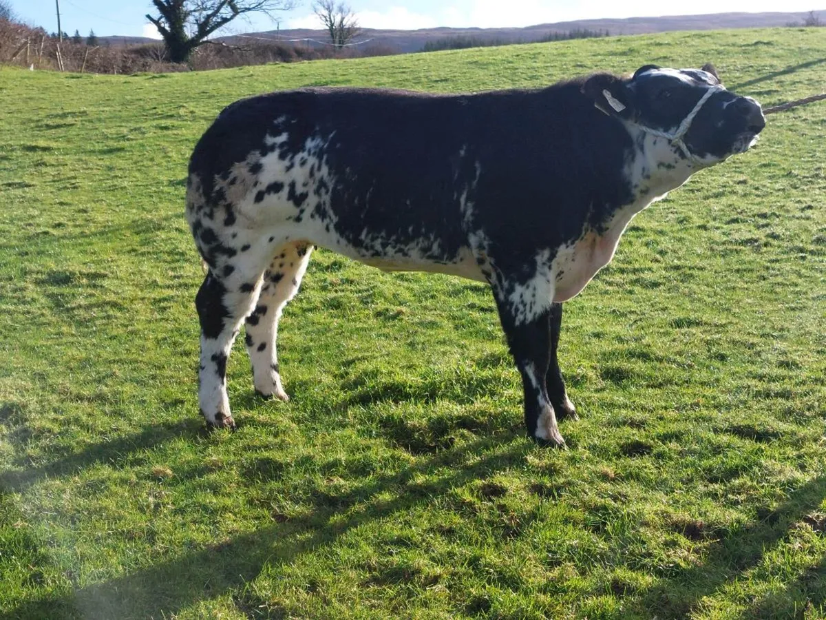 *5 Hefiers Carrick Winter Fair* - Image 3