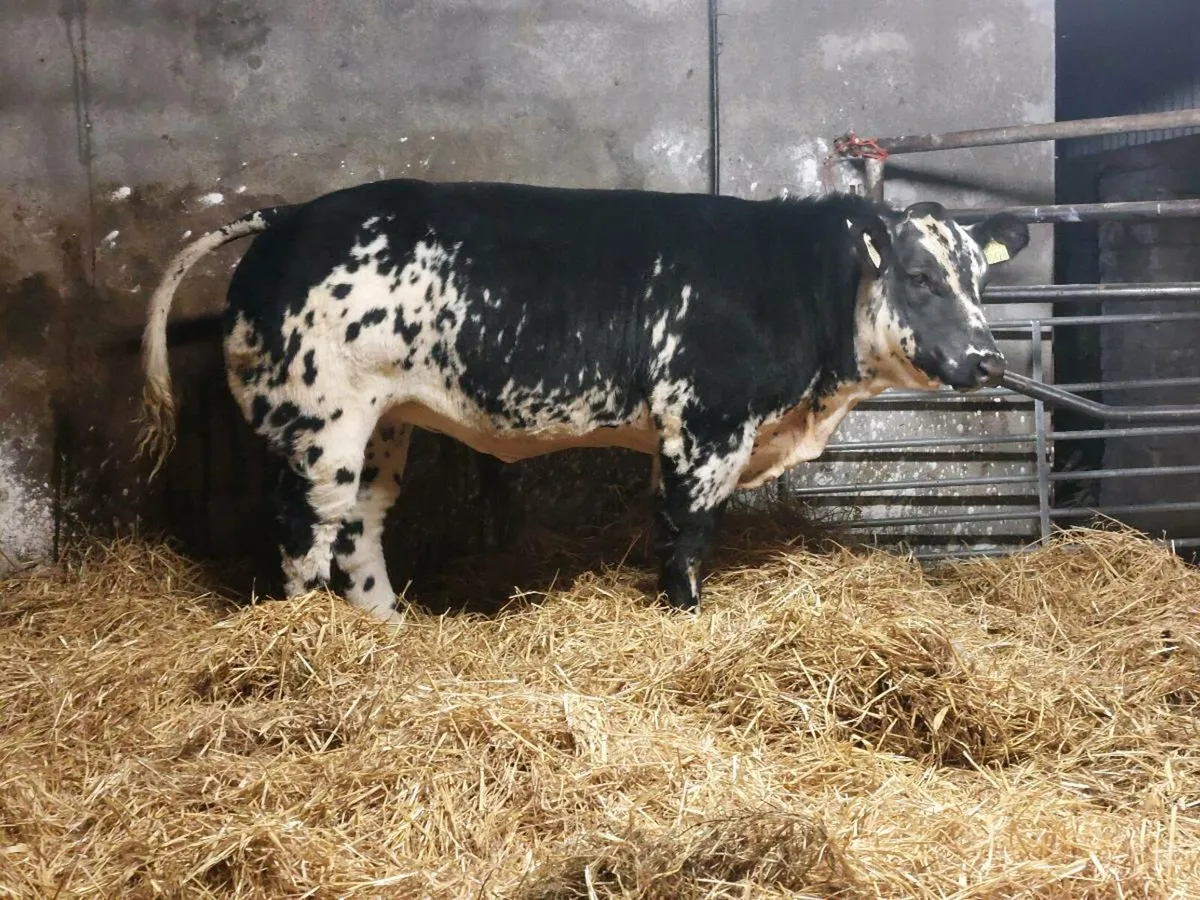 *5 Hefiers Carrick Winter Fair* - Image 2