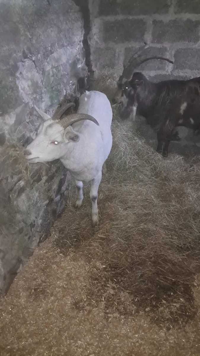 Female and male - Image 1