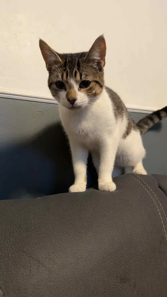 Sold sold sold Two cats male - Image 1