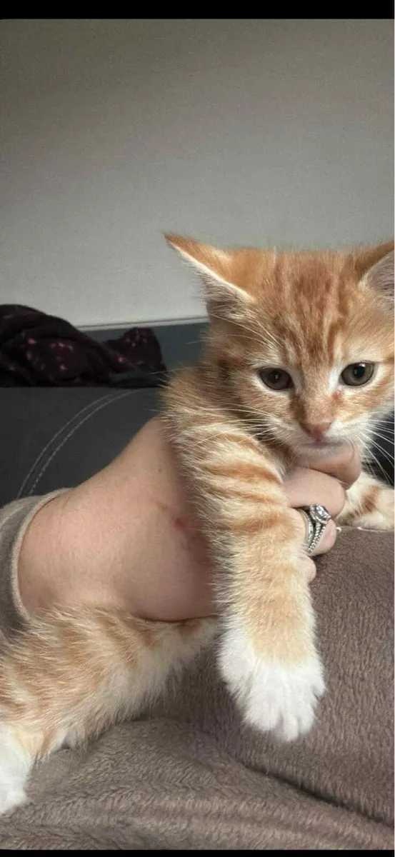 Sold sold sold Two cats male - Image 2