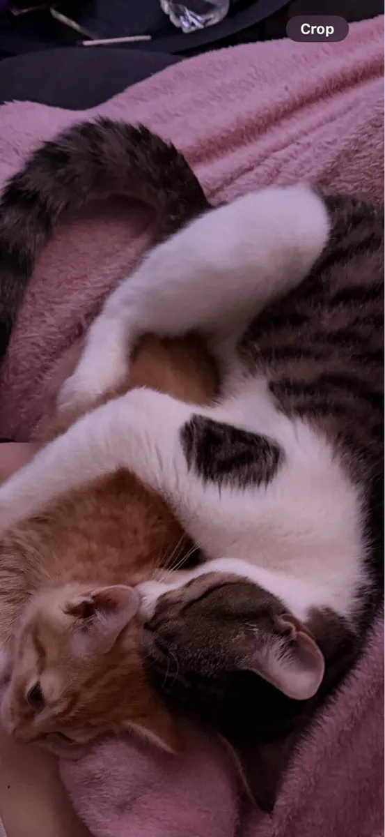 Sold sold sold Two cats male - Image 3