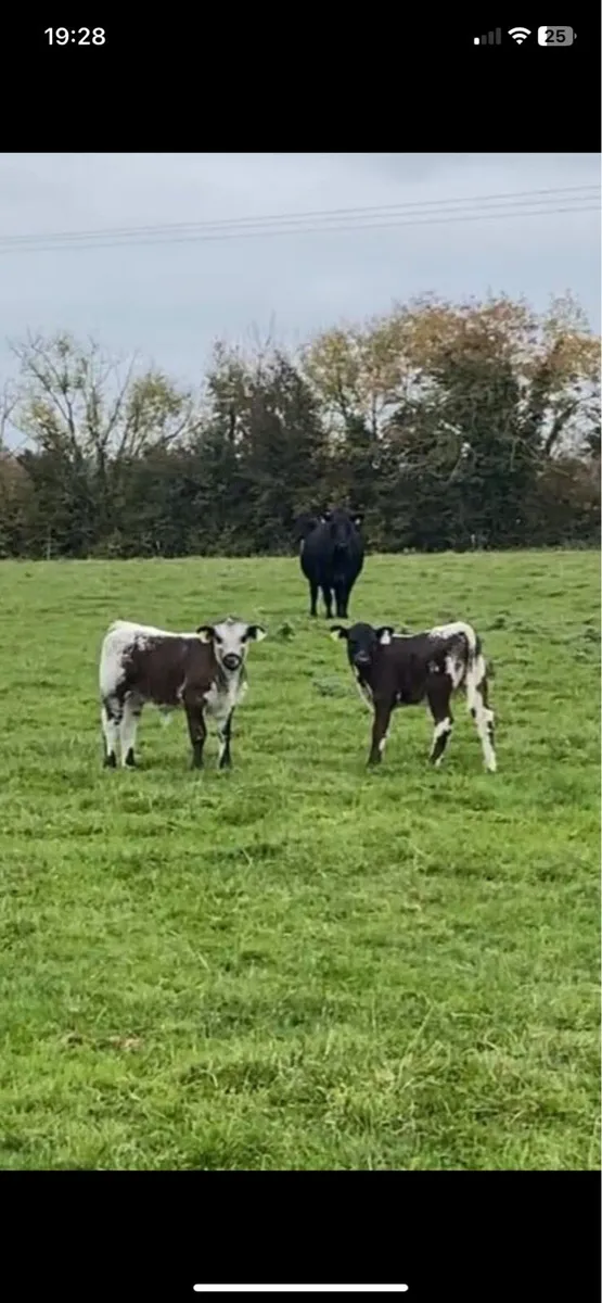 Speckle Park Bull - Image 2