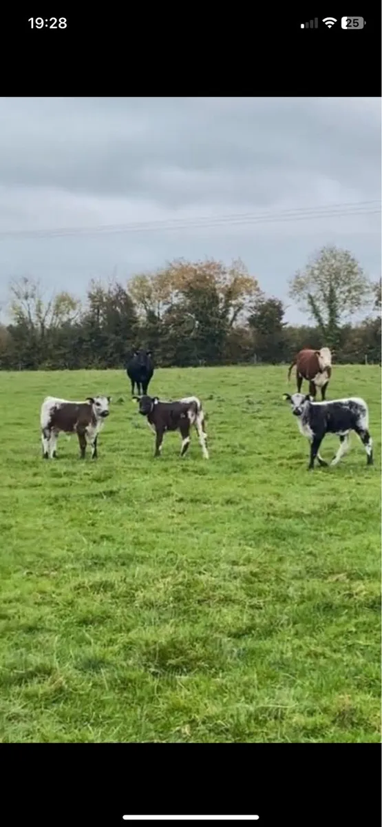 Speckle Park Bull - Image 3