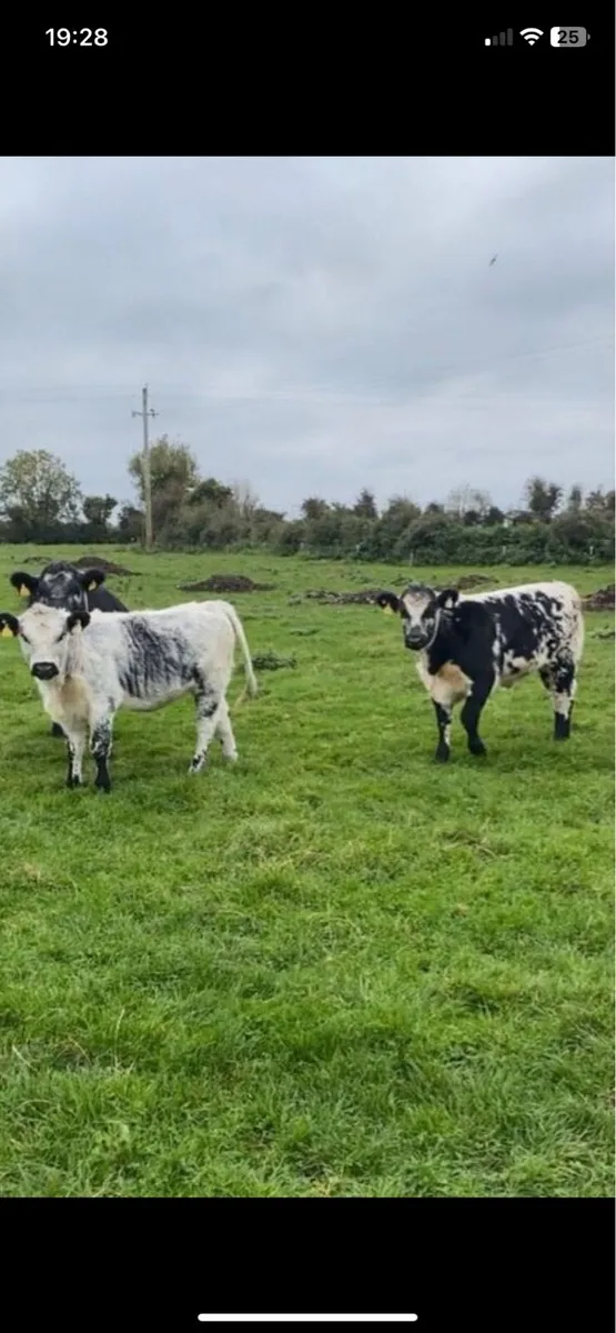 Speckle Park Bull - Image 4