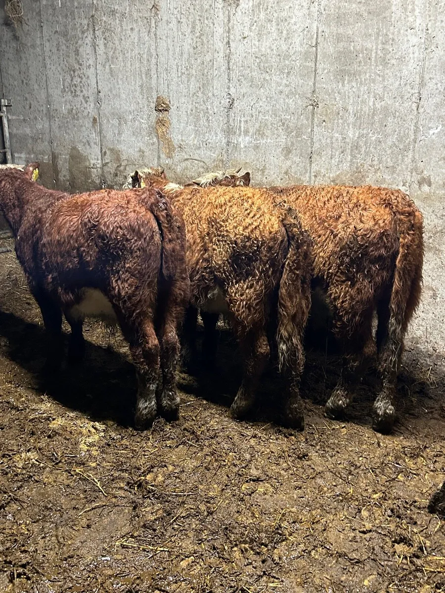 3 red whitehead bull weanlings - Image 1