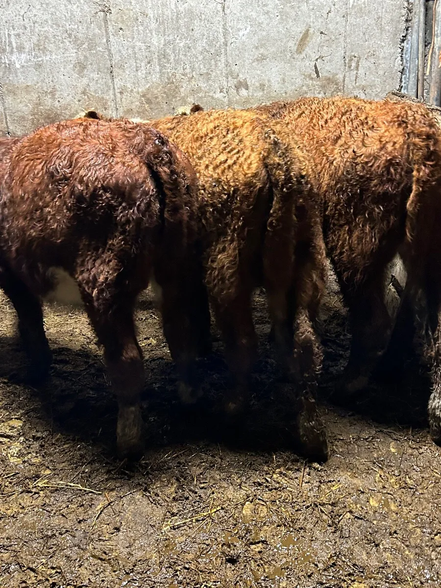 3 red whitehead bull weanlings - Image 2