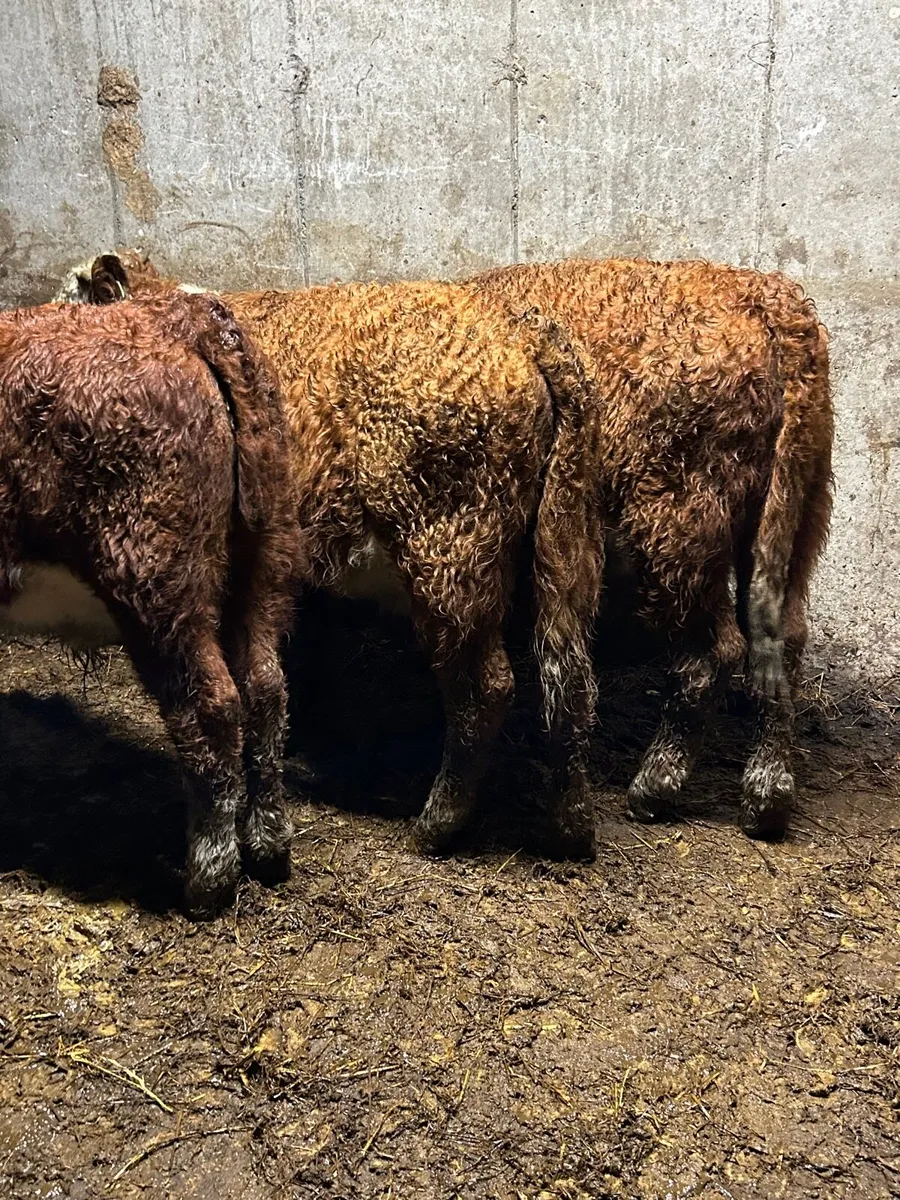 3 red whitehead bull weanlings - Image 3