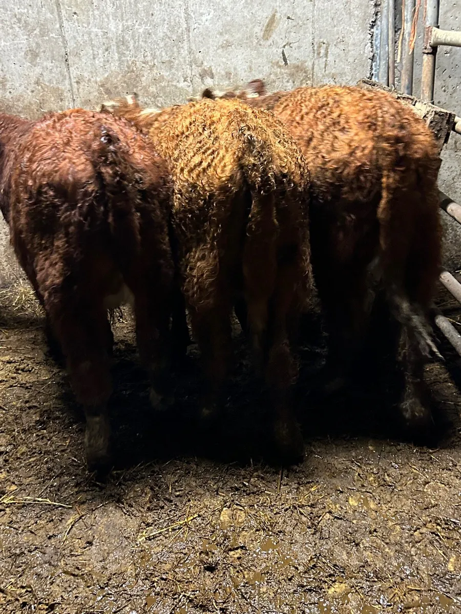 3 red whitehead bull weanlings - Image 4