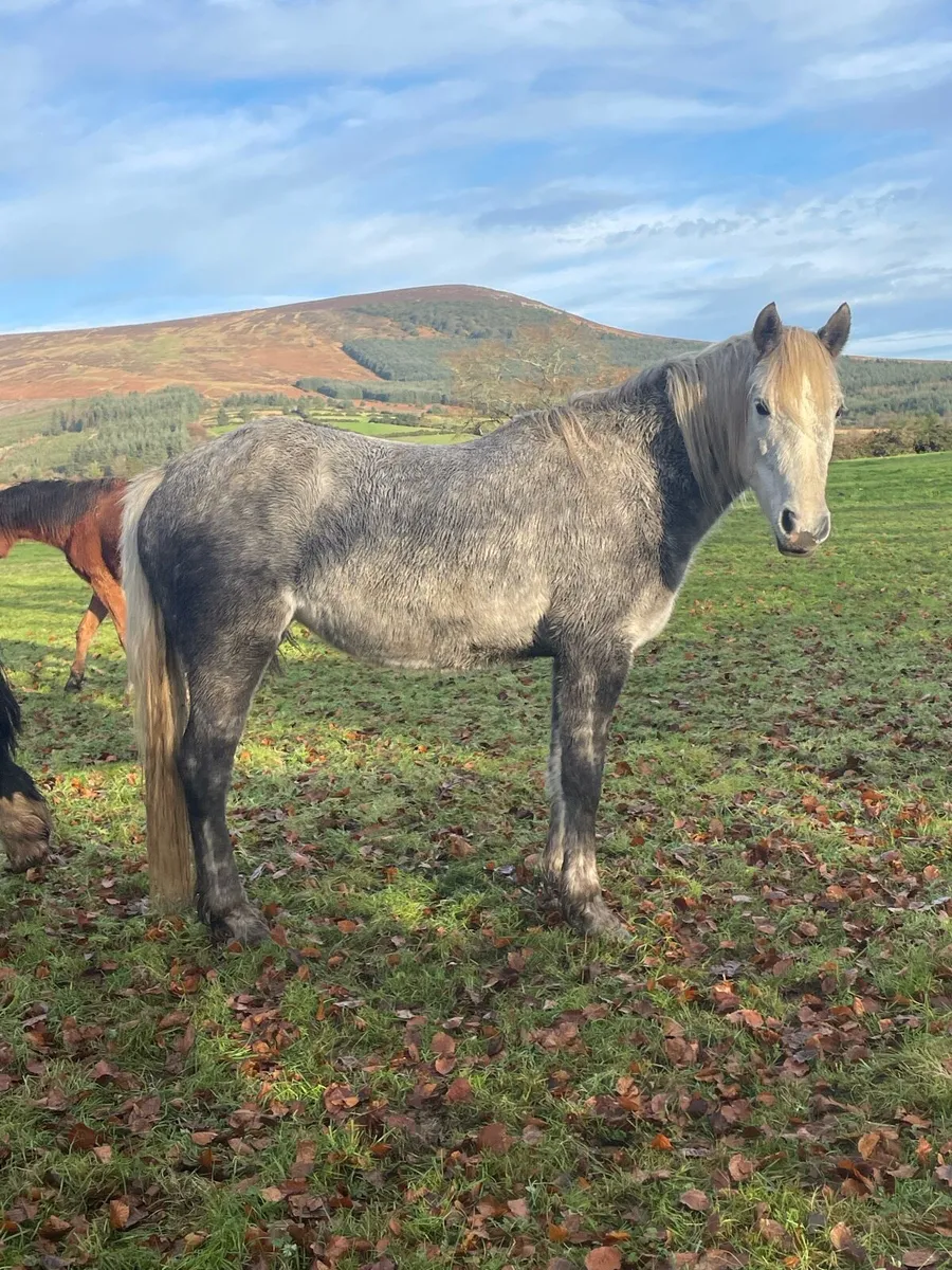 Connemara cross draught - Image 1