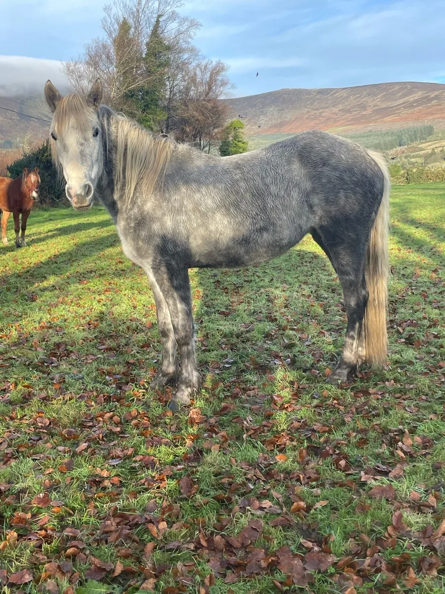 Connemara cross draught - Image 3