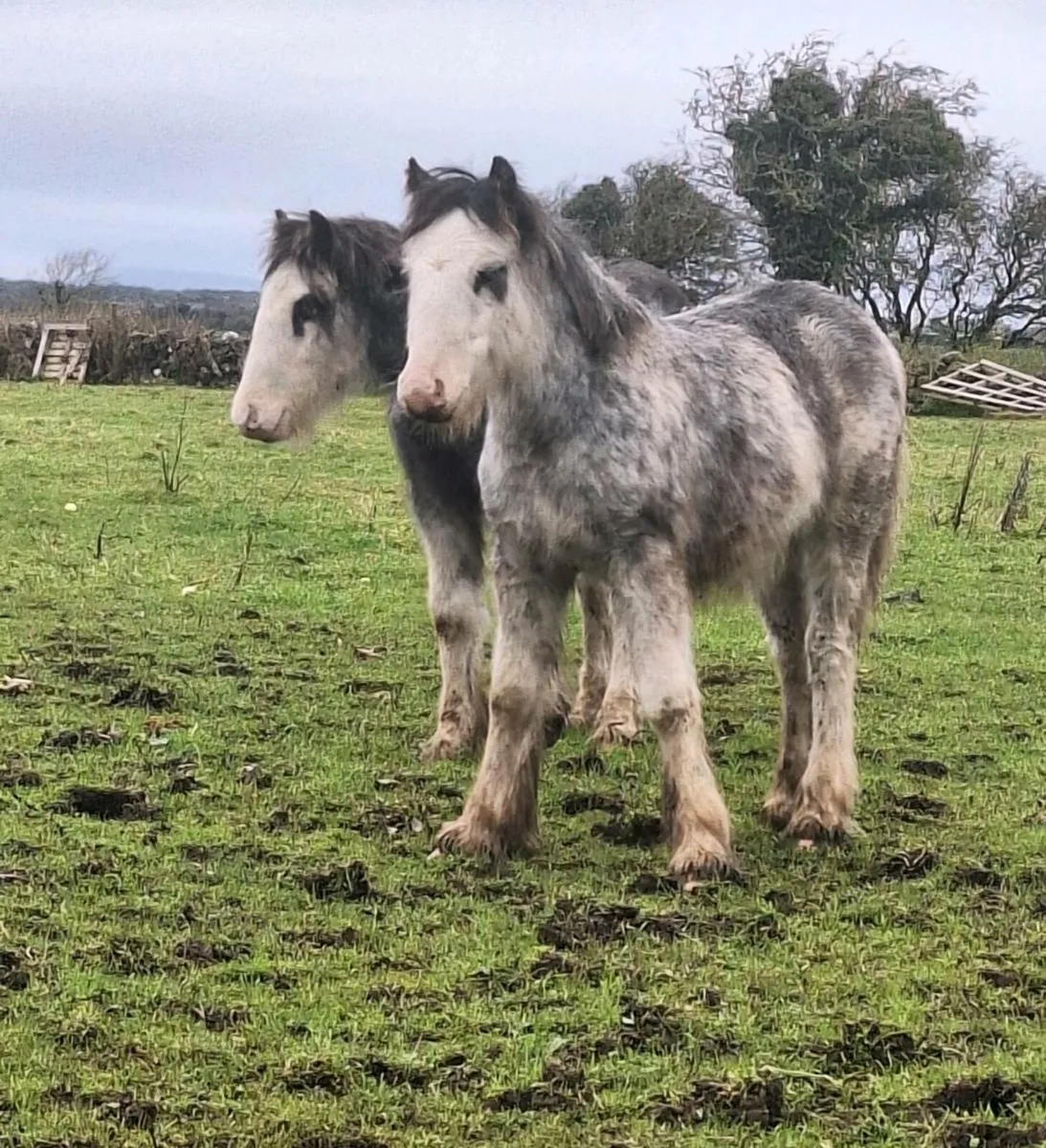 Lovely Pair Of Colt Foals. - Image 1