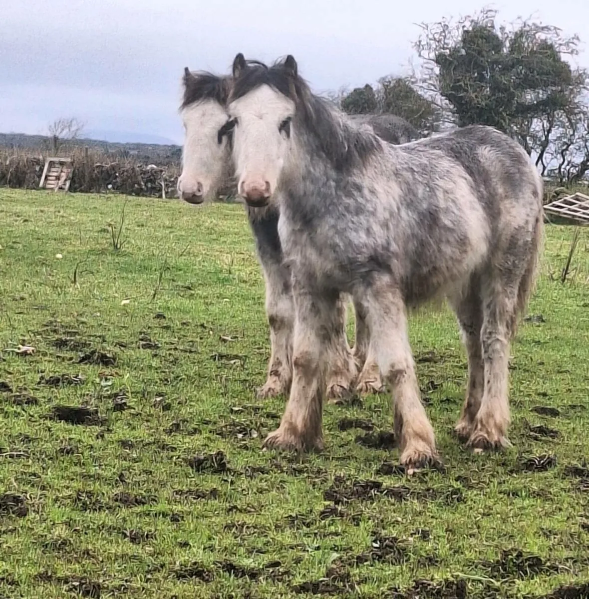 Lovely Pair Of Colt Foals. - Image 2