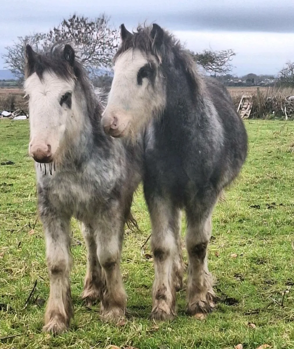 Lovely Pair Of Colt Foals. - Image 3